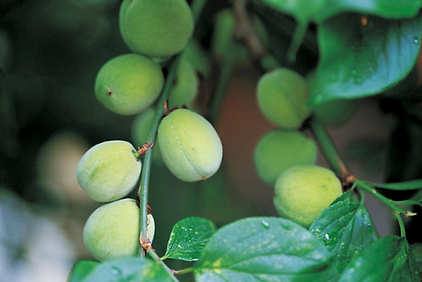 포토 JPG 주간 나무 식물 열매 음식 컬러 과일 매달리기 근접촬영 사람없음 야외 아웃포커스 초록색 농작물 여러개 과수원 매화나무 매실 매실나무 국내포토 자연요소 뷰포인트 다수 농업 모션 촬영기법 파일형식