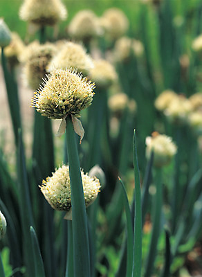 포토 JPG 주간 식물 꽃 컬러 밭 채소 씨앗 사람없음 야외 아웃포커스 초록색 농작물 파 대파 파꽃 국내포토 자연요소 농업 촬영기법 파일형식