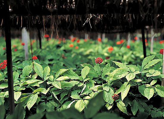 포토 JPG 주간 식물 열매 꽃 컬러 밭 사람없음 야외 아웃포커스 빨간색 초록색 농작물 한약재 인삼 천막 인삼꽃 인삼밭 국내포토 자연요소 농업 촬영기법 약재 삼 파일형식