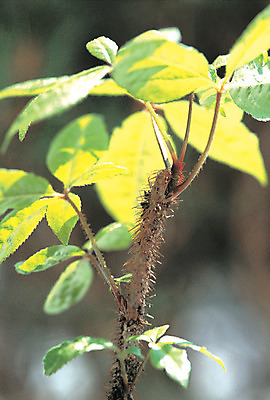 포토 JPG 주간 나무 식물 컬러 잎 사람없음 야외 아웃포커스 초록색 갈색 가시 약초 가시오가피 국내포토 자연요소 촬영기법 풀_식물 파일형식