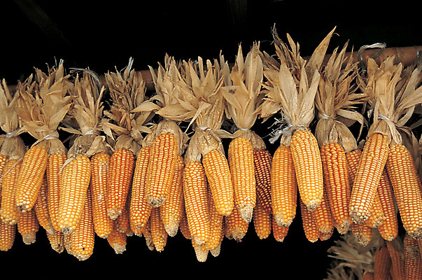 포토 JPG 주간 식물 열매 로우앵글 컬러 곡류 건조 매달리기 옥수수 사람없음 야외 농작물 노란색 처마 건조대 국내포토 자연요소 뷰포인트 농업 모션 파일형식