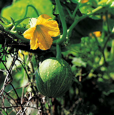포토 JPG 주간 식물 열매 꽃 로우앵글 줄기 컬러 채소 식재료 호박 매달리기 사람없음 야외 아웃포커스 초록색 농작물 노란색 덩굴 호박꽃 국내포토 자연요소 뷰포인트 농업 모션 촬영기법 파일형식