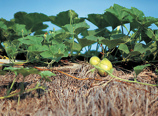 포토 JPG 주간 식물 열매 로우앵글 줄기 컬러 잎 채소 식재료 호박 지붕 사람없음 야외 아웃포커스 초록색 농작물 덩굴 꽃봉오리 호박잎 국내포토 자연요소 꽃 뷰포인트 농업 촬영기법 파일형식