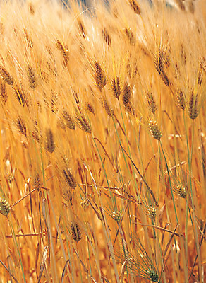 포토 JPG 주간 식물 컬러 밭 자연 곡류 풍경 사람없음 야외 아웃포커스 갈색 노란색 풀 보리 보리밭 국내포토 자연요소 농업 촬영기법 생태계 파일형식