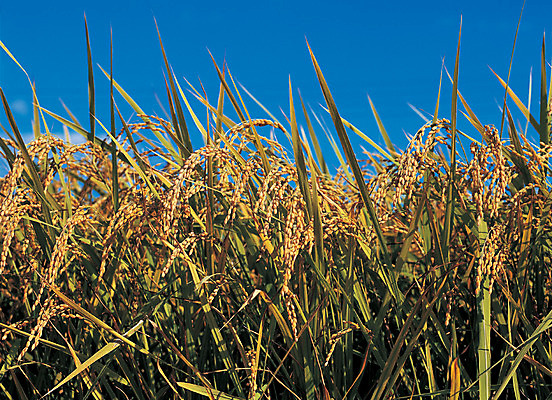 포토 JPG 주간 식물 계절 열매 줄기 컬러 논 사람없음 야외 아웃포커스 파란색 농작물 노란색 벼 가을 낟알 이삭 국내포토 자연요소 농업 곡류 촬영기법 파일형식