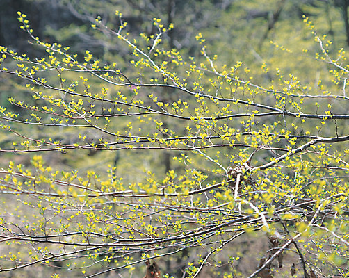 포토 JPG 주간 나무 식물 꽃 컬러 사람없음 야외 아웃포커스 노란색 새싹 나뭇가지 숲속 국내포토 자연요소 촬영기법 숲 파일형식