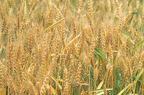 포토 JPG 주간 식물 줄기 컬러 밭 곡류 풍경 사람없음 야외 농작물 노란색 풀 낟알 밀 이삭 밀밭 국내포토 자연요소 농업 파일형식