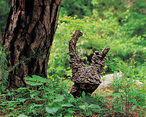 포토 JPG 주간 나무 식물 컬러 자연 풍경 사람없음 야외 아웃포커스 초록색 갈색 버섯 풀 숲속 숲 국내포토 자연요소 촬영기법 생태계 파일형식