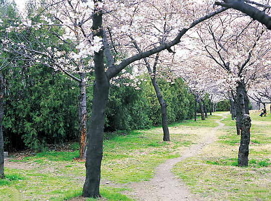 포토 JPG 주간 나무 식물 계절 공원 꽃 길 컬러 벤치 꽃나무 사람 앉기 풍경 야외 봄 산책로 벚꽃 벚나무 국내포토 자연요소 공공시설 의자 모션 파일형식