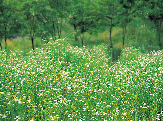포토 JPG 주간 나무 식물 꽃 컬러 자연 풍경 사람없음 야외 초록색 들꽃 흰색 숲속 숲 국내포토 자연요소 생태계 파일형식