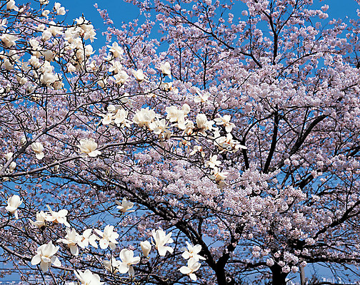 포토 JPG 주간 나무 식물 계절 꽃 로우앵글 분홍색 컬러 풍경 사람없음 야외 봄 벚꽃 흰색 개화 벚나무 목련 만개 국내포토 자연요소 뷰포인트 파일형식