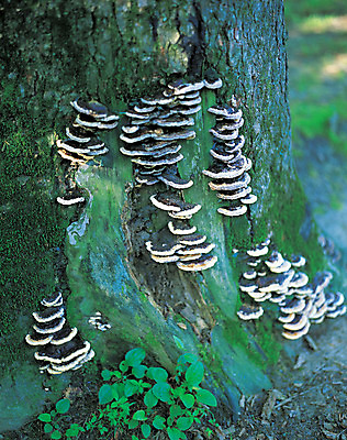 포토 JPG 주간 나무 음식 컬러 식재료 자연 이끼 풍경 사람없음 야외 농작물 버섯 한약재 풀 숲속 운지버섯 국내포토 자연요소 식물 농업 약재 숲 생태계 파일형식
