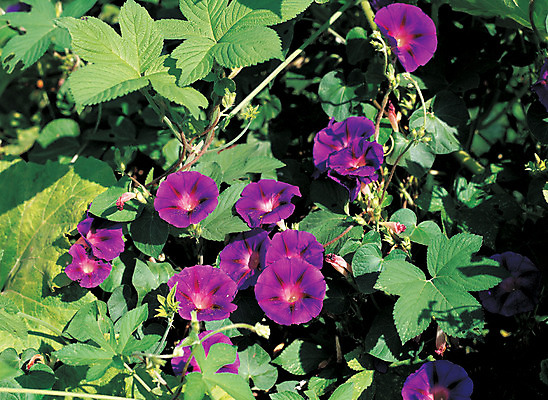 포토 JPG 주간 식물 계절 꽃 컬러 잎 사람없음 야외 초록색 여름 하이앵글 보라색 덩굴 나팔꽃 국내포토 자연요소 뷰포인트 파일형식