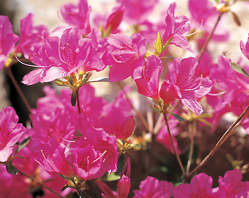 포토 JPG 주간 식물 계절 꽃잎 꽃 분홍색 컬러 백그라운드 잎 사람없음 야외 아웃포커스 봄 나뭇가지 꽃술_꽃 진달래 국내포토 자연요소 나무 촬영기법 파일형식