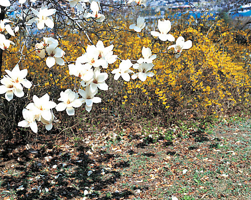 포토 JPG 주간 식물 계절 꽃 컬러 꽃밭 그림자 풍경 사람없음 야외 아웃포커스 노란색 봄 흰색 개나리 목련 국내포토 자연요소 촬영기법 파일형식