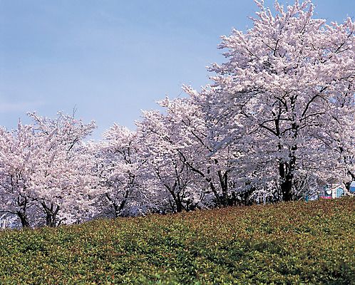 포토 JPG 주간 식물 계절 꽃 로우앵글 분홍색 컬러 꽃밭 하늘 꽃나무 풍경 사람없음 야외 봄 벚꽃 개화 벚나무 만개 국내포토 자연요소 나무 뷰포인트 파일형식