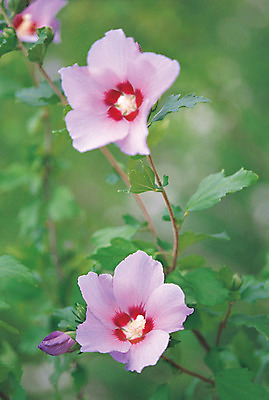 포토 JPG 주간 식물 계절 꽃잎 꽃 분홍색 컬러 잎 한국 사람없음 야외 아웃포커스 초록색 여름 가을 꽃봉오리 무궁화 나라꽃 국내포토 자연요소 아시아 촬영기법 파일형식