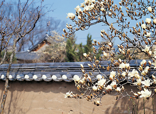 포토 JPG 주간 식물 계절 꽃 컬러 한옥 주택 그림자 풍경 사람없음 야외 아웃포커스 담장 봄 흰색 꽃봉오리 목련 국내포토 자연요소 한국전통 고건축 촬영기법 건물 파일형식