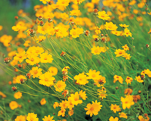 포토 JPG 주간 식물 꽃 컬러 여러송이 꽃밭 사람없음 야외 아웃포커스 초록색 노란색 풀 코스모스 국내포토 자연요소 다수 촬영기법 파일형식