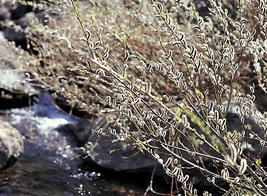 포토 JPG 주간 식물 컬러 자연 사람없음 야외 아웃포커스 물 새싹 골짜기 계곡 흐름 돌_바위 바위 버들강아지 국내포토 자연요소 컨셉 촬영기법 생태계 파일형식