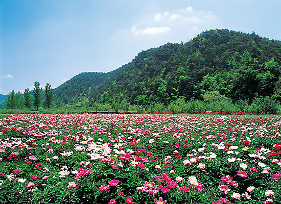 포토 JPG 주간 나무 식물 구름 꽃 컬러 여러송이 꽃밭 자연 하늘 산 풍경 사람없음 야외 초록색 숲 작약 국내포토 자연요소 다수 생태계 파일형식