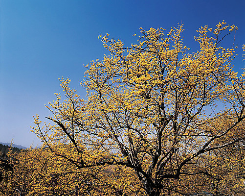포토 JPG 주간 나무 식물 계절 꽃 로우앵글 컬러 풍경 사람없음 야외 노란색 봄 나뭇가지 산수유 산수유나무 국내포토 자연요소 뷰포인트 파일형식