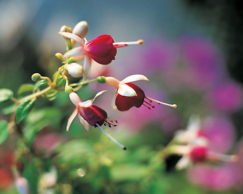 포토 JPG 주간 식물 꽃 컬러 여러송이 사람없음 야외 아웃포커스 컬러풀 들꽃 꽃술_꽃 꽃봉오리 국내포토 자연요소 다수 촬영기법 파일형식