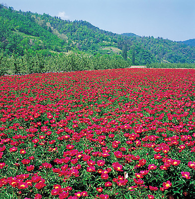 포토 JPG 주간 나무 식물 꽃 컬러 여러송이 꽃밭 자연 하늘 산 풍경 사람없음 야외 빨간색 초록색 숲 작약 국내포토 자연요소 다수 생태계 파일형식