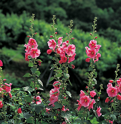 포토 JPG 주간 나무 식물 꽃 컬러 꽃나무 풍경 사람없음 야외 아웃포커스 꽃봉오리 접시꽃 국내포토 자연요소 촬영기법 파일형식