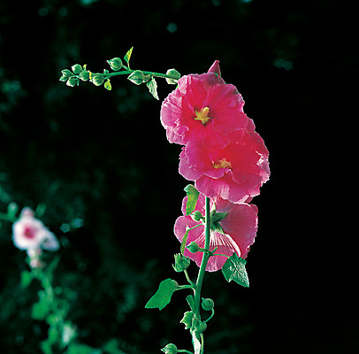 포토 JPG 주간 나무 식물 꽃 컬러 잎 꽃나무 사람없음 야외 아웃포커스 꽃봉오리 접시꽃 국내포토 자연요소 촬영기법 파일형식