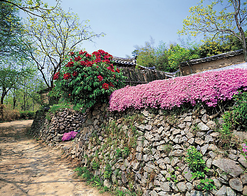 포토 JPG 주간 나무 식물 꽃 길 컬러 주택 돌담 풍경 사람없음 야외 건물 담장 돌_바위 풀 화단 국내포토 자연요소 건축물 파일형식