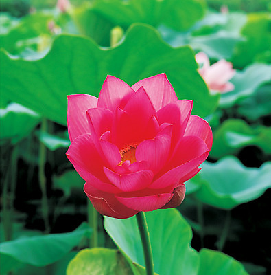 포토 JPG 주간 식물 꽃잎 꽃 컬러 잎 연꽃 근접촬영 사람없음 야외 아웃포커스 빨간색 연잎 국내포토 자연요소 뷰포인트 촬영기법 파일형식