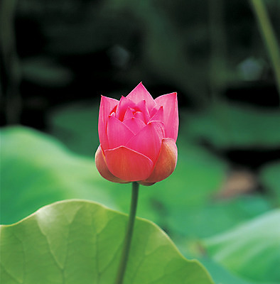 포토 JPG 주간 식물 꽃잎 꽃 컬러 잎 한송이 연꽃 근접촬영 사람없음 야외 아웃포커스 빨간색 연잎 국내포토 자연요소 1 뷰포인트 촬영기법 송이 파일형식