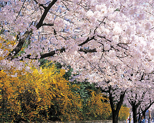 포토 JPG 주간 식물 계절 꽃 로우앵글 분홍색 컬러 꽃나무 풍경 사람없음 야외 아웃포커스 노란색 봄 벚꽃 개화 개나리 만개 국내포토 자연요소 나무 뷰포인트 촬영기법 파일형식