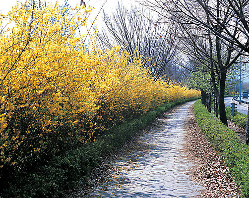 포토 JPG 주간 식물 공원 꽃 컬러 거리 꽃나무 풍경 사람없음 야외 노란색 개나리 만개 국내포토 자연요소 나무 공공시설 파일형식