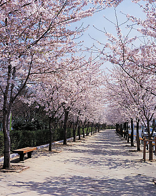 포토 JPG 주간 식물 계절 공원 꽃 분홍색 컬러 벤치 의자 거리 꽃나무 풍경 사람없음 야외 봄 벚꽃 개화 만개 국내포토 자연요소 나무 공공시설 가구 파일형식