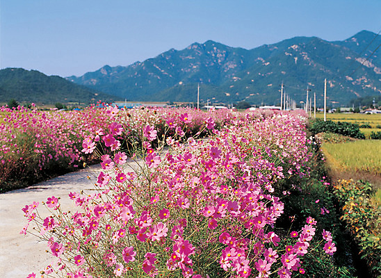 포토 JPG 주간 식물 계절 꽃 길 컬러 여러송이 다수 산 논 사람없음 야외 가을 개화 코스모스 길가 만개 국내포토 자연요소 농업 파일형식