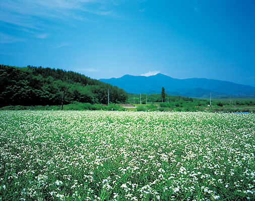 포토 JPG 주간 나무 식물 구름 꽃 컬러 꽃밭 밭 자연 하늘 산 풍경 사람없음 야외 파란색 흰색 숲 메밀 메밀꽃 메밀밭 국내포토 자연요소 농업 식재료 생태계 파일형식