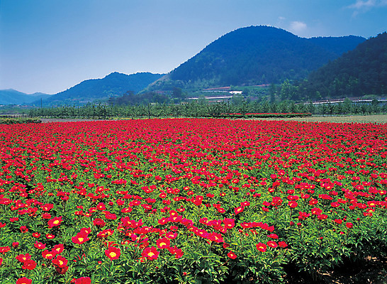 포토 JPG 주간 나무 식물 꽃 컬러 여러송이 꽃밭 자연 하늘 산 풍경 사람없음 야외 빨간색 초록색 숲 작약 국내포토 자연요소 다수 생태계 파일형식