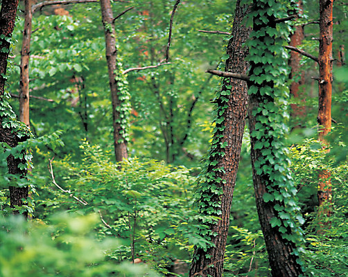 포토 JPG 주간 나무 식물 컬러 다수 잎 자연 나뭇잎 여러그루 풍경 사람없음 야외 아웃포커스 초록색 파란색 풀 덩굴 숲속 숲 국내포토 자연요소 촬영기법 생태계 파일형식