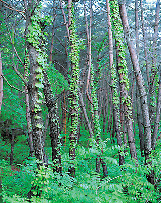 포토 JPG 주간 나무 식물 로우앵글 컬러 다수 잎 자연 나뭇잎 여러그루 풍경 사람없음 야외 초록색 파란색 풀 덩굴 숲속 숲 국내포토 자연요소 뷰포인트 생태계 파일형식