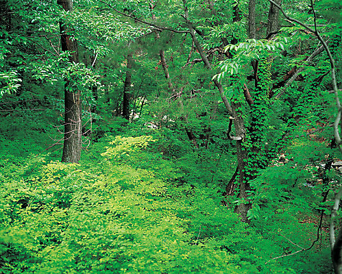 포토 JPG 주간 나무 식물 컬러 다수 잎 자연 나뭇잎 여러그루 풍경 사람없음 야외 초록색 파란색 나뭇가지 풀 숲속 숲 국내포토 자연요소 생태계 파일형식