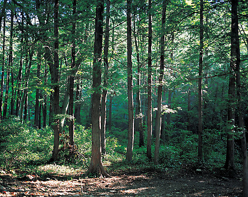 포토 JPG 주간 나무 식물 컬러 다수 자연 여러그루 풍경 사람없음 야외 초록색 파란색 숲속 숲 국내포토 자연요소 생태계 파일형식