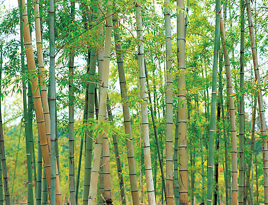 포토 JPG 주간 나무 식물 컬러 다수 잎 여러그루 사람없음 야외 아웃포커스 초록색 숲속 숲 대나무 대나무숲 마디 대나무잎 국내포토 자연요소 촬영기법 파일형식