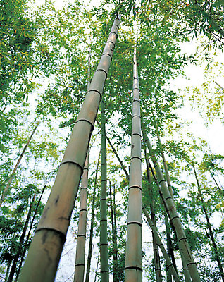 포토 JPG 주간 나무 식물 로우앵글 컬러 다수 잎 자연 여러그루 풍경 사람없음 야외 아웃포커스 초록색 숲속 대나무 대나무숲 마디 대나무잎 국내포토 자연요소 뷰포인트 촬영기법 숲 생태계 파일형식