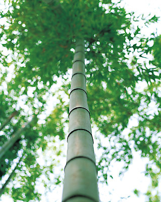 포토 JPG 주간 나무 식물 로우앵글 컬러 잎 자연 풍경 근접촬영 사람없음 야외 아웃포커스 초록색 숲속 대나무 대나무숲 마디 대나무잎 국내포토 자연요소 뷰포인트 촬영기법 숲 생태계 파일형식