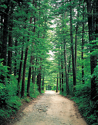 포토 JPG 주간 나무 식물 길 로우앵글 컬러 다수 자연 한국 여러그루 풍경 사람없음 야외 초록색 파란색 숲속 전라북도 전라도 숲길 전나무 부안 전나무길 국내포토 자연요소 아시아 뷰포인트 숲 생태계 평창 파일형식