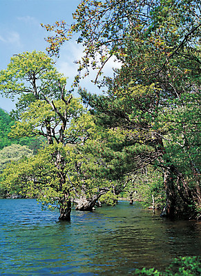 포토 JPG 주간 나무 식물 호수 로우앵글 컬러 자연 풍경 사람없음 야외 초록색 물 수면 숲 국내포토 자연요소 뷰포인트 생태계 파일형식