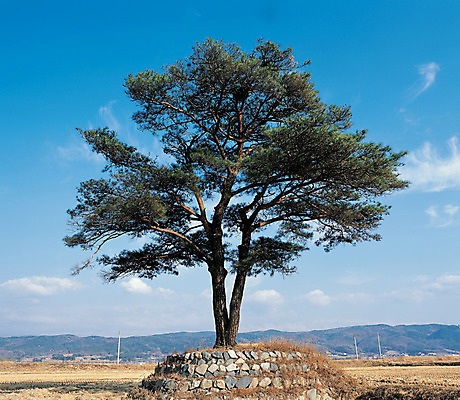 포토 JPG 주간 나무 식물 구름 자연 하늘 산 한그루 풍경 사람없음 야외 시골 소나무 국내포토 자연요소 1 생태계 파일형식