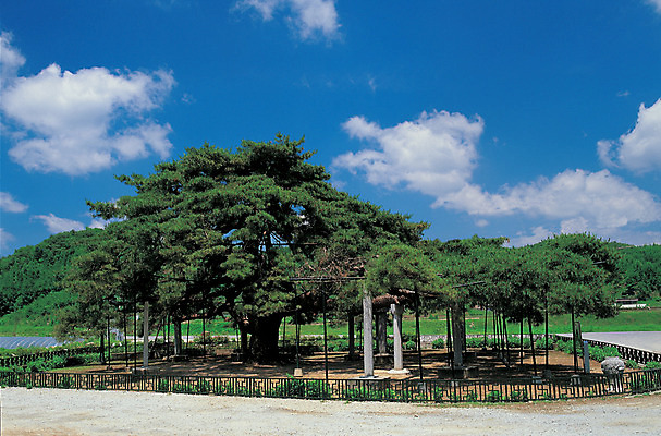 포토 JPG 주간 나무 식물 구름 노년 자연 하늘 한국 풍경 사람없음 야외 울타리 환경 맑음 소나무 빈티지 보호 경상북도 경상도 고목 천연기념물 석송령 예천 노인만 성인만 국내포토 자연요소 아시아 컨셉 날씨 성인 담장 생태계 파일형식